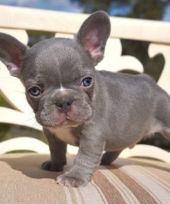 blue pied french bulldogs
