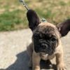 puppies french bulldog for sell