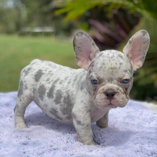 french bulldog rescue puppies