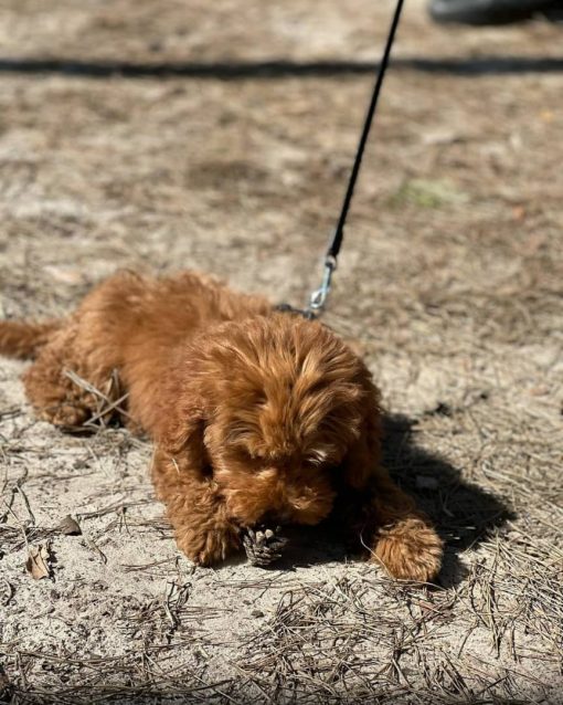 pomeranian poodle mixed puppies