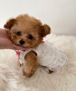 miniature poodle puppies for sale