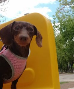 dachshunds for sale in wisconsin
