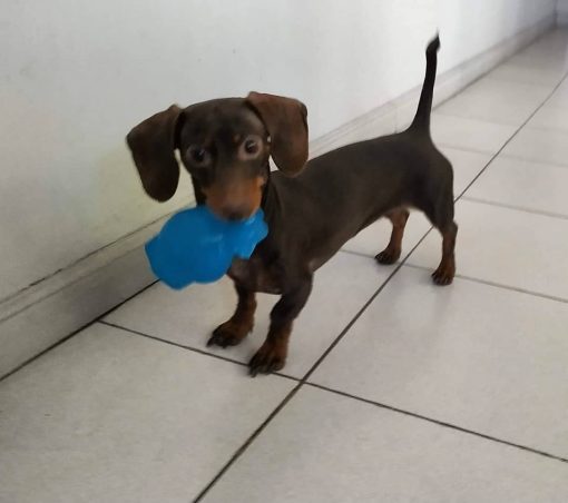 Oliver - Image 2