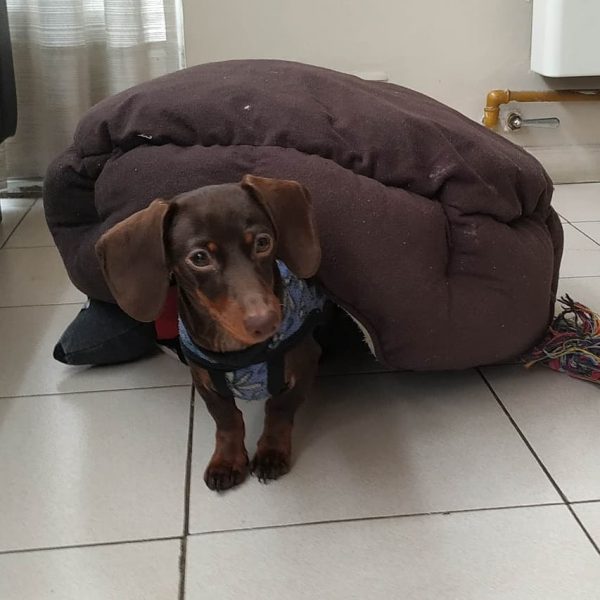 dachshunds for sale in ga