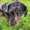 mini dachshund puppies information