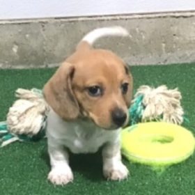 chihuahua dachshund mix puppies