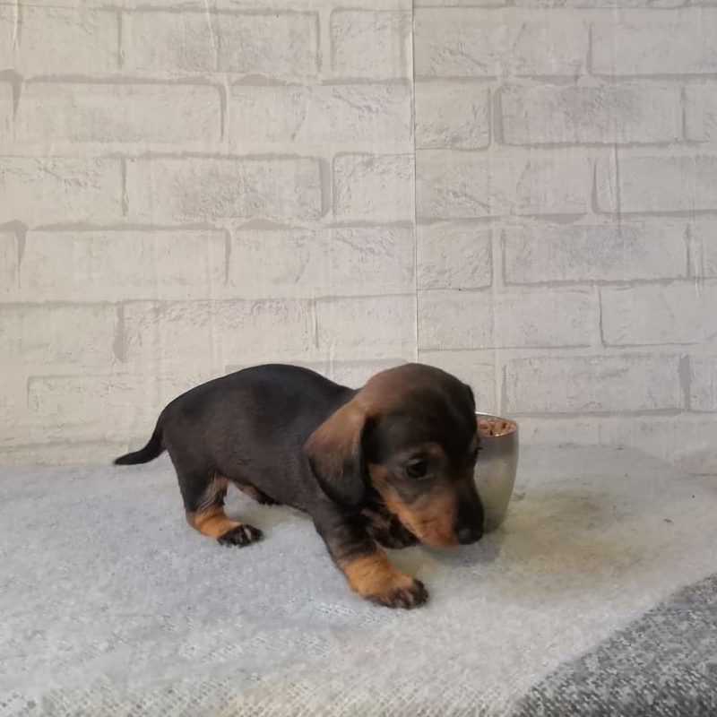Teacup Dachshund Puppies/teacup Weiner Dogs For Sale