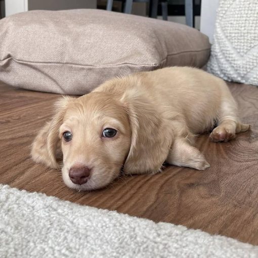 dachshund mix puppies for sale