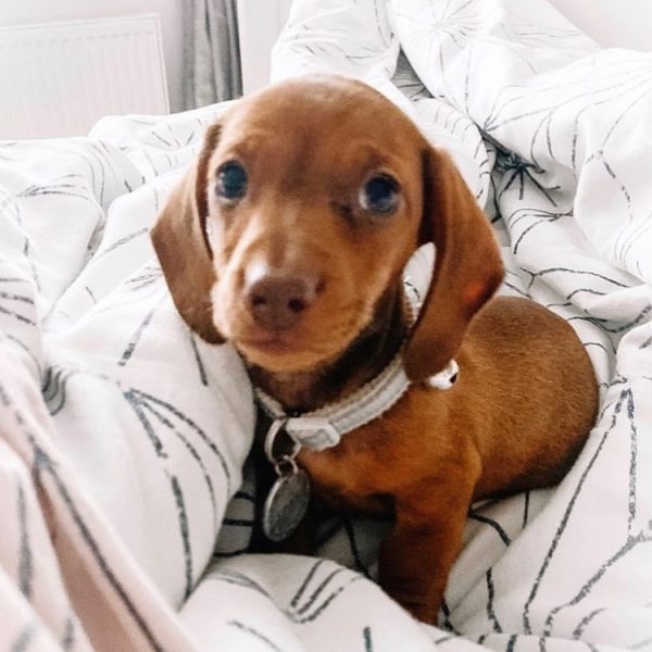 Mini Dachshund Puppies/dachshund Puppies For Sale Near Me