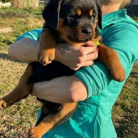 cheap rottweiler puppies for sale near me cheap rottweiler puppies for sale near me