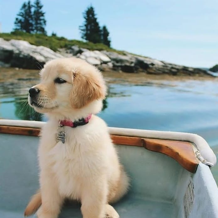golden retriever shepherd mix