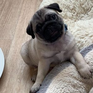 frenchie pug puppies for sale