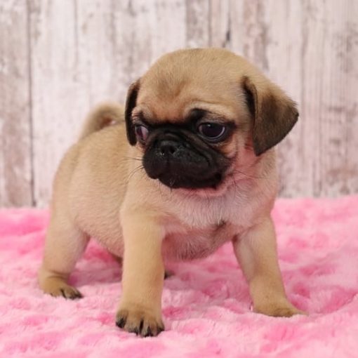 Pug Puppies For Adoption/pug Puppies For Sale Near Me