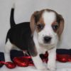 beagle puppies for sell