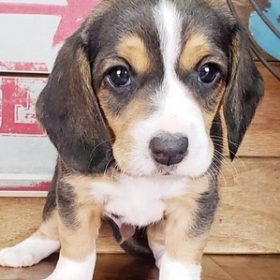 beagle mix puppies for sale