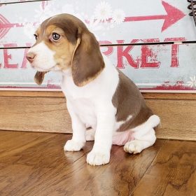 beagle puppies for sale under $500
