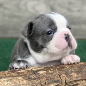 boston terrier for sale houston