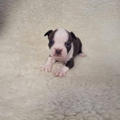 red boston terrier for sale
