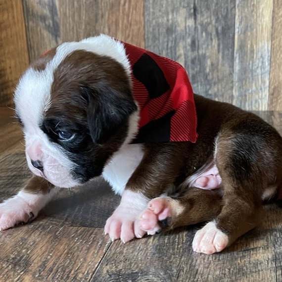 Boston Terrier Puppies/boston Terrier For Sale Near Me