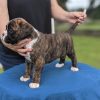 boxer puppy cost