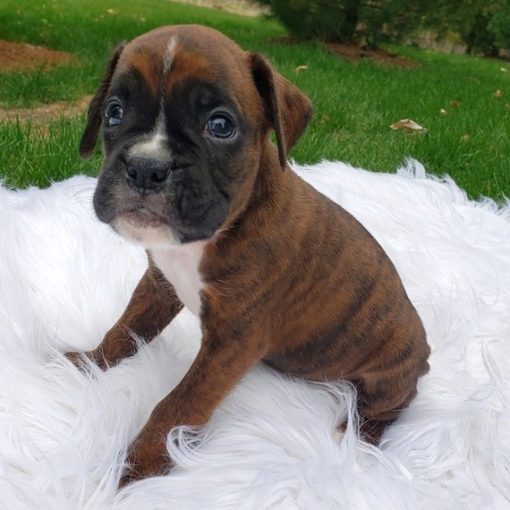 Boxer Dog For Sale/boxer Dog For Sale Near Me