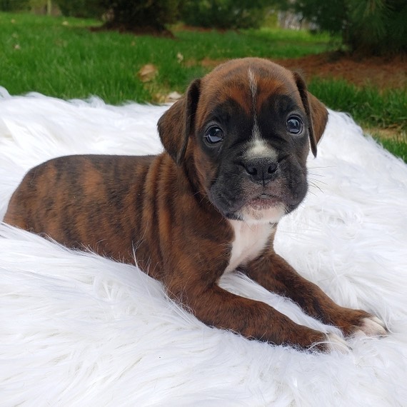 Boxer Dog For Sale/boxer Dog For Sale Near Me