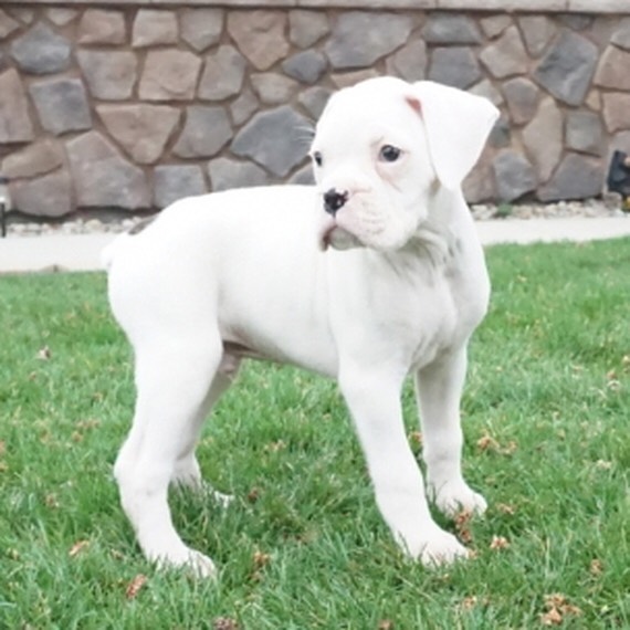 Boxer For Sale/boxer Puppies Near Me/boxer Puppies For Adoption