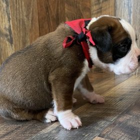 white boxer for sale