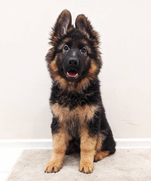 german shepherd for sale near me