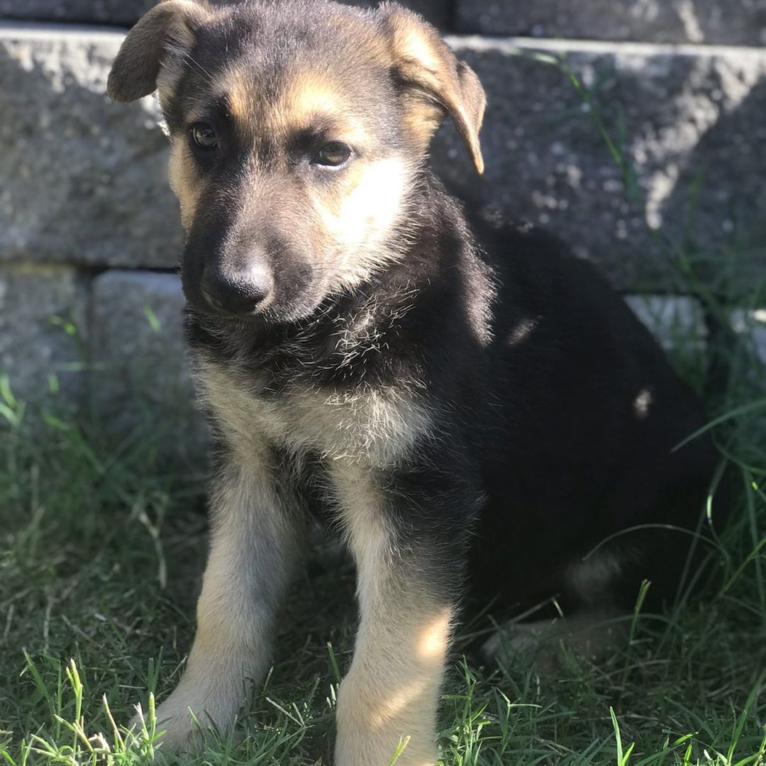 Chewy - Image 2