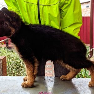 german puppies for sale