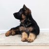 german shepherd for sale puppies