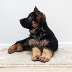 mini german shepherd for sale