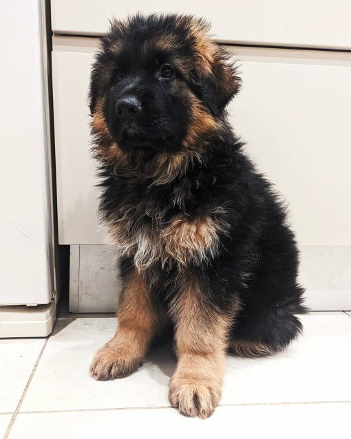 German Shepherd For Sale - Image 2