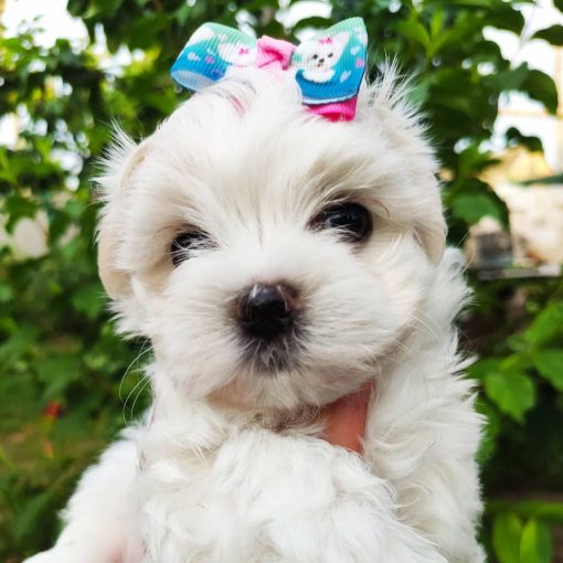 Maltese Puppies For Sale Cheap/maltese Dog Temperament