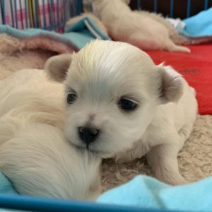 maltese puppies for sale pennsylvania