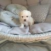 maltese female puppies for sale