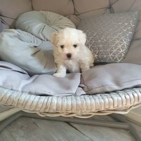 maltese female puppies for sale maltese female puppies for sale