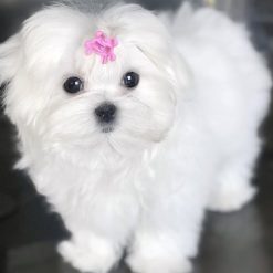 maltese puppy for sale in va