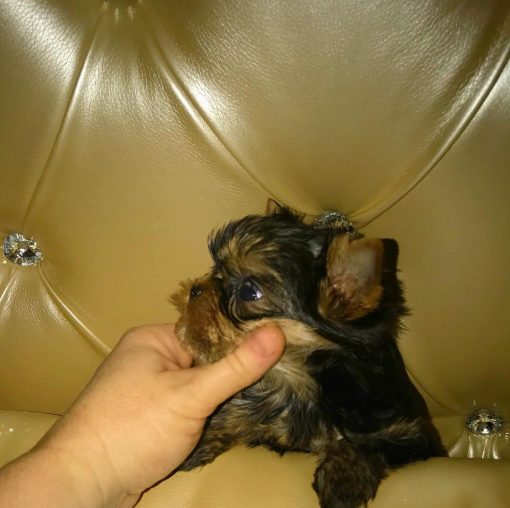Colby - Image 2