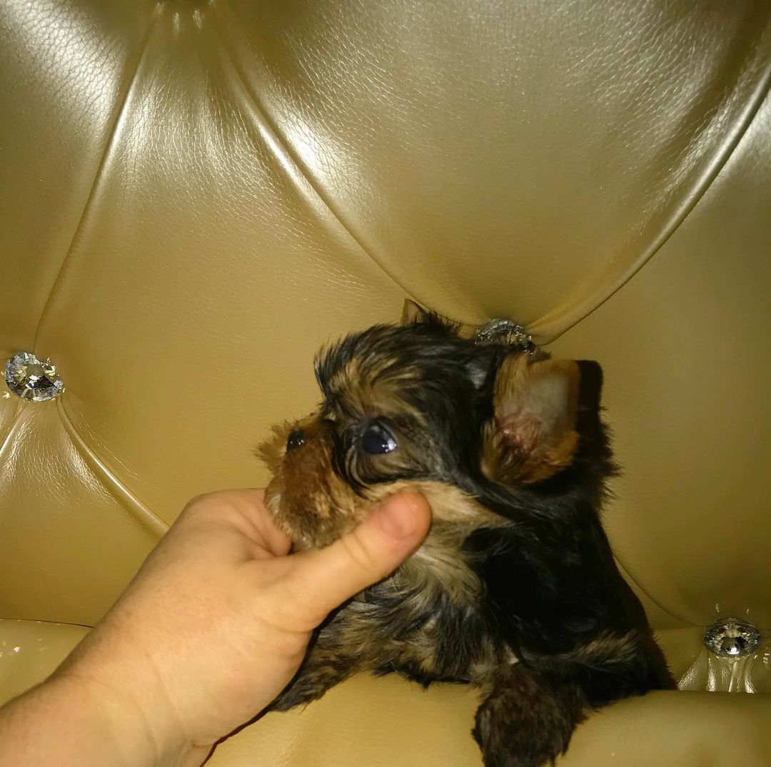 Colby - Image 2