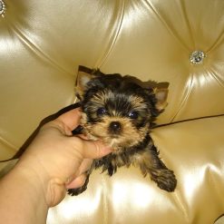 maltese puppies for sale in nj