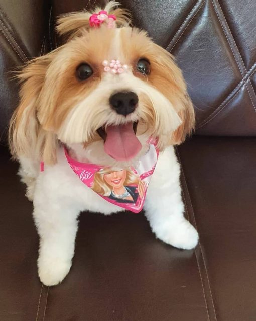 teacup maltese puppies for sale near me