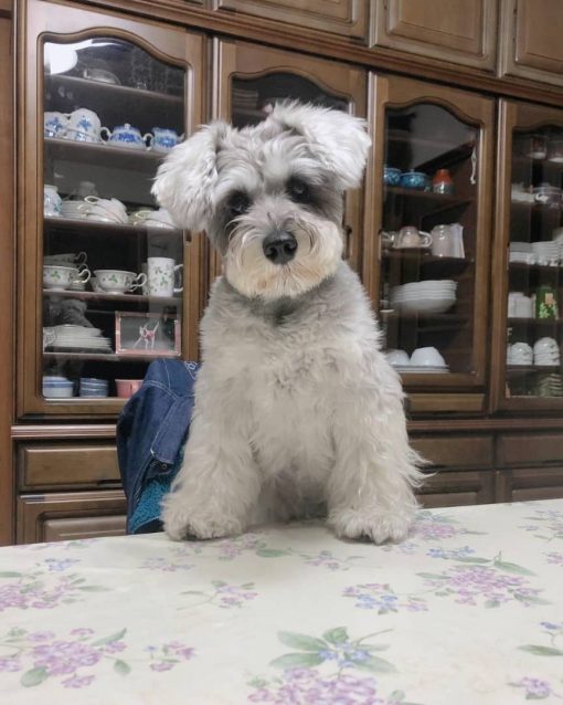 schnauzer mixed puppies