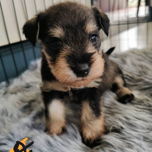Frankie - Image 2