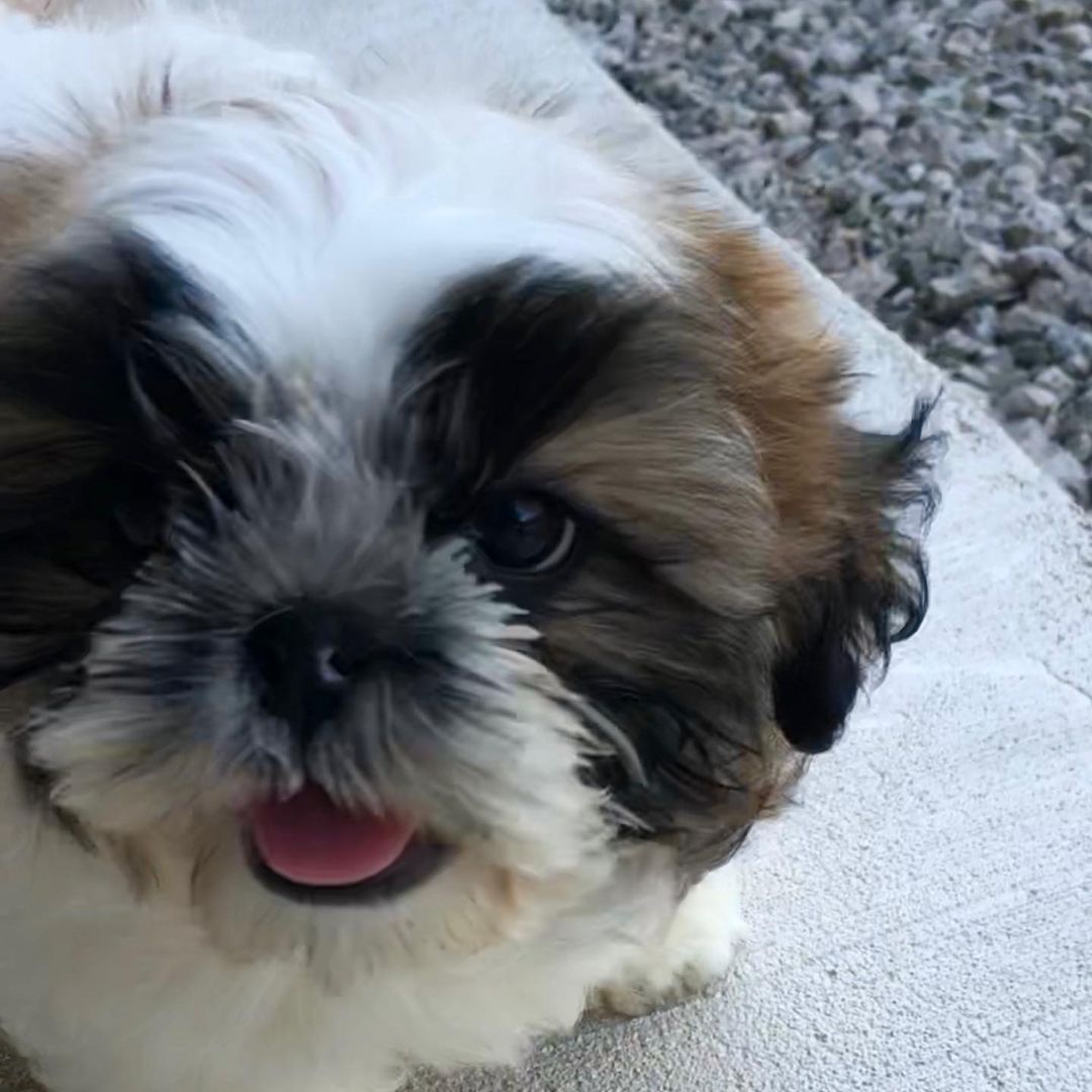 morkie dogs 101