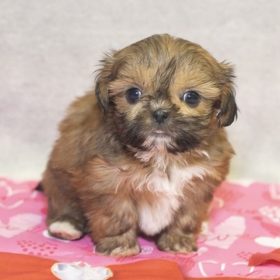 morkie puppies for sale in ct morkie puppies for sale in ct