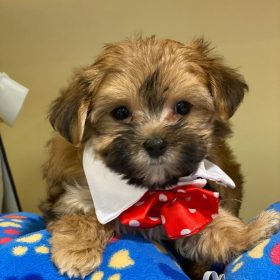 shitzu puppies for sale in iowa