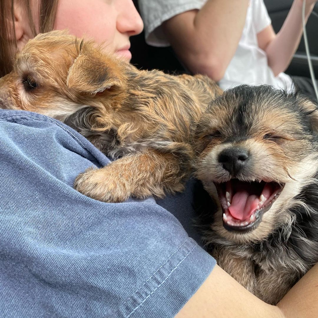shitzu puppies for sale in georgia