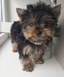 yorkie puppies for sale